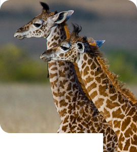 jungletripz.com