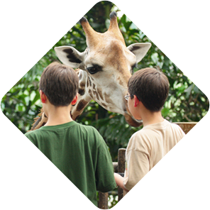 jungletripz.com