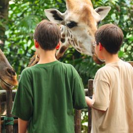 jungletripz.com