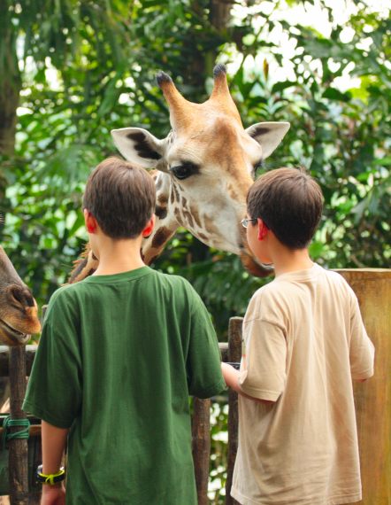 jungletripz.com