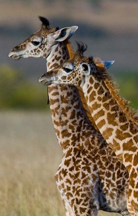 jungletripz.com