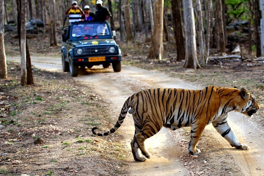 jungletripz.com