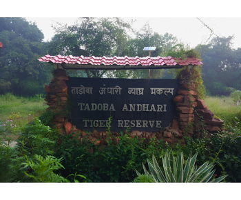 jungletripz.com